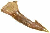 Bargain, Fossil Sawfish (Onchopristis) Rostral Barb - Morocco #366678-1